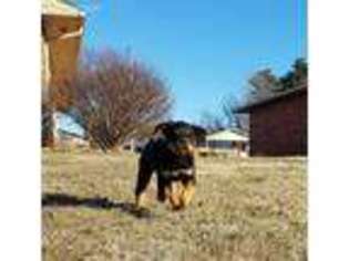 Rottweiler Puppy for sale in Anthony, KS, USA