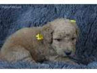 Goldendoodle Puppy for sale in Sycamore, OH, USA