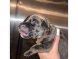 Mastiff Puppy for sale in Carey, OH, USA