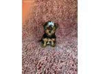 Yorkshire Terrier Puppy for sale in Mountainburg, AR, USA