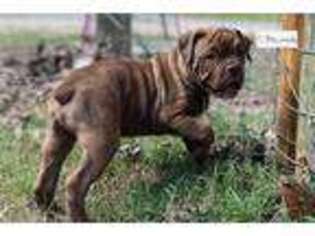 Olde English Bulldogge Puppy for sale in Jonesboro, AR, USA