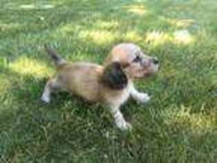 Dachshund Puppy for sale in Seneca, SC, USA