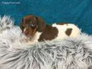 Dachshund Puppy for sale in Winesburg, OH, USA