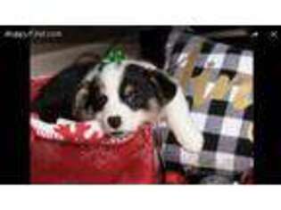 Pembroke Welsh Corgi Puppy for sale in Minneapolis, MN, USA