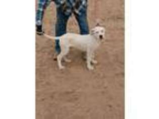 Dogo Argentino Puppy for sale in Sparks, NV, USA