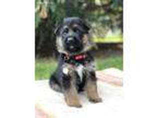German Shepherd Dog Puppy for sale in Walla Walla, WA, USA