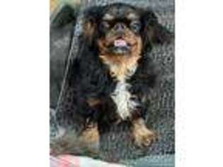 English Toy Spaniel Puppy for sale in Stover, MO, USA