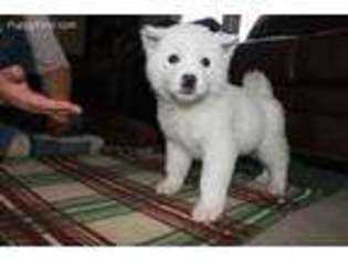 Akita Puppy for sale in Cushing, OK, USA