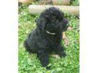 Labradoodle Puppy for sale in Cullowhee, NC, USA