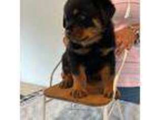 Rottweiler Puppy for sale in Keymar, MD, USA