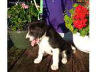 Border Collie Puppy for sale in Darien, WI, USA