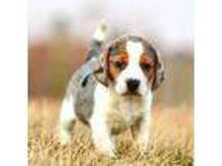 Beagle Puppy for sale in Myerstown, PA, USA