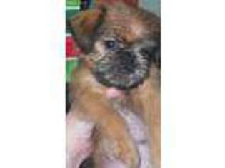 Brussels Griffon Puppy for sale in Blair, NE, USA