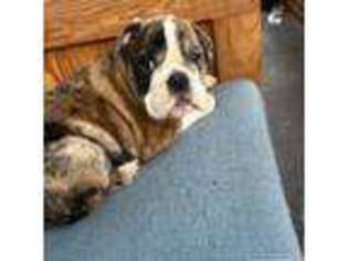 Bulldog Puppy for sale in Jeannette, PA, USA