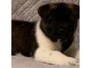 Akita Puppy for sale in Florissant, MO, USA