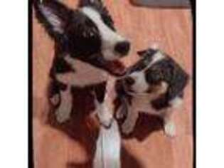 Border Collie Puppy for sale in Los Angeles, CA, USA