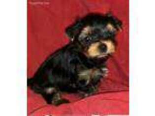 Yorkshire Terrier Puppy for sale in Baker City, OR, USA