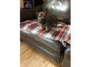 Cairn Terrier Puppy for sale in Carroll, OH, USA