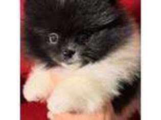 Pomeranian Puppy for sale in Spokane, MO, USA
