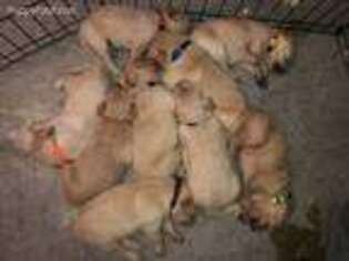 Golden Retriever Puppy for sale in Boonville, IN, USA