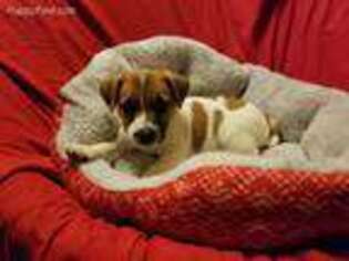 Jack Russell Terrier Puppy for sale in Mansfield, TX, USA