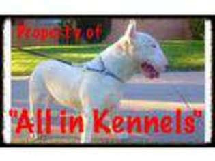 Bull Terrier Puppy for sale in Pacoima, CA, USA