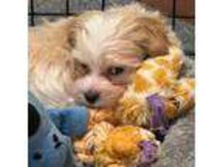 Havanese Puppy for sale in Dallas, TX, USA
