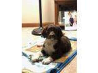 Labradoodle Puppy for sale in Monroeville, IN, USA