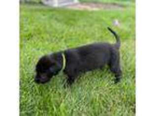 Irish Wolfhound Puppy for sale in Ord, NE, USA