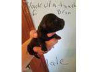 Scottish Terrier Puppy for sale in Phenix City, AL, USA