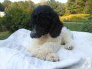 Mutt Puppy for sale in RICHBURG, NY, USA