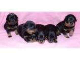 Rottweiler Puppy for sale in Fulton, NY, USA