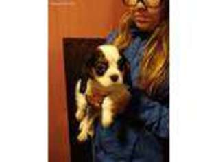 Cavalier King Charles Spaniel Puppy for sale in New Richmond, WI, USA