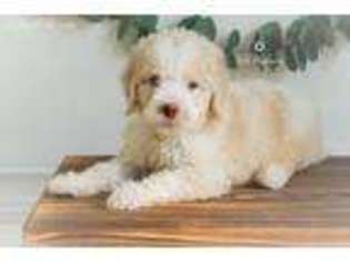 Goldendoodle Puppy for sale in Bunnell, FL, USA