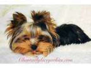 Yorkshire Terrier Puppy for sale in Stafford, VA, USA