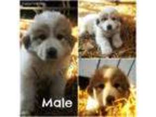 Great Pyrenees Puppy for sale in Heron Lake, MN, USA