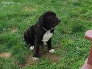 Cane Corso Puppy for sale in Ronks, PA, USA