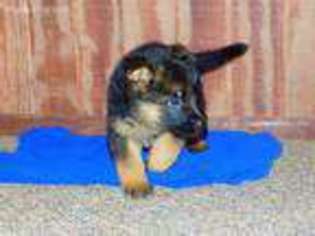 German Shepherd Dog Puppy for sale in Fouke, AR, USA