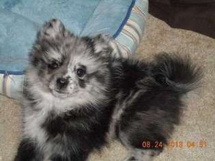 Pomeranian Puppy for sale in Sarasota, FL, USA