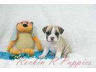 Mutt Puppy for sale in Pottersville, MO, USA