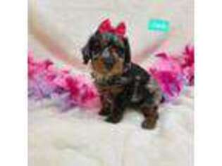 Mutt Puppy for sale in Ozark, MO, USA
