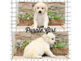 Mutt Puppy for sale in Clay City, IL, USA