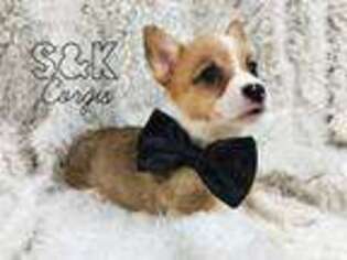 Pembroke Welsh Corgi Puppy for sale in Mason, OH, USA