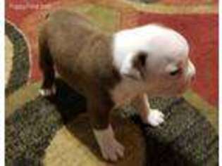 Boston Terrier Puppy for sale in Beech Bluff, TN, USA