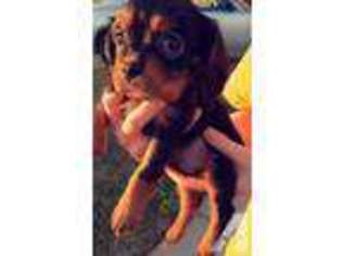 Cavalier King Charles Spaniel Puppy for sale in NEW ORLEANS, LA, USA