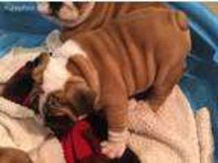 Bulldog Puppy for sale in Jarvisburg, NC, USA