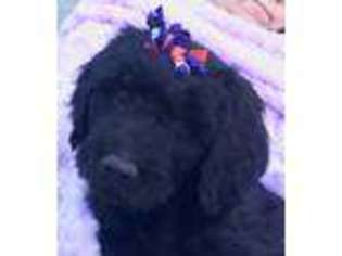 Goldendoodle Puppy for sale in Lampasas, TX, USA