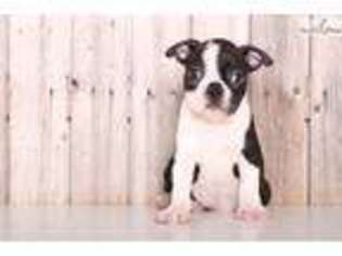 Boston Terrier Puppy for sale in Columbus, OH, USA