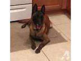 Belgian Malinois Puppy for sale in CLERMONT, FL, USA