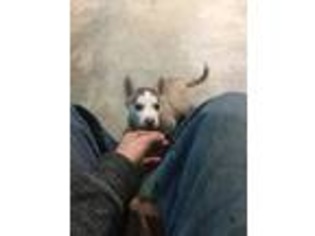 Siberian Husky Puppy for sale in Shippensburg, PA, USA